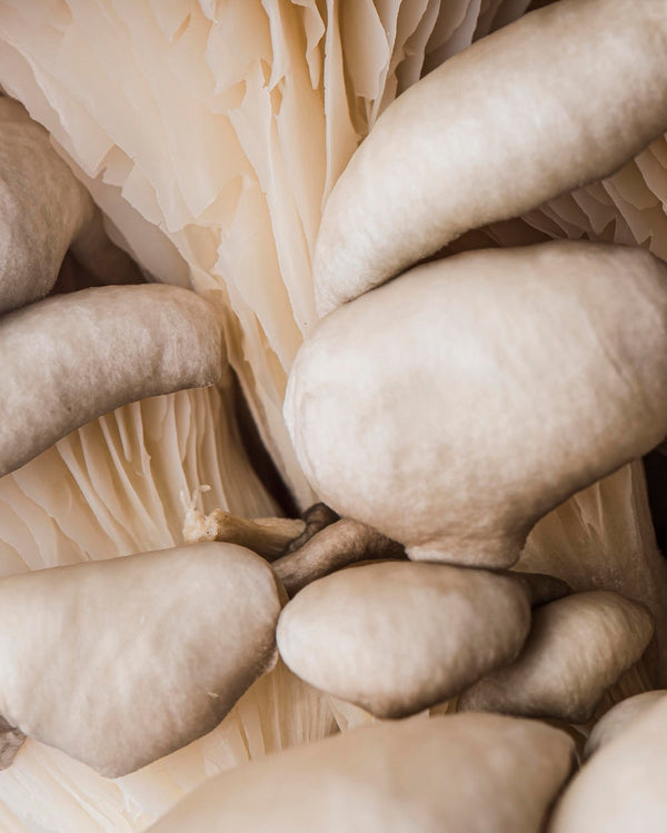 Adaptogens 101: What They Are & How They Work