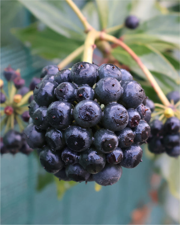 Benefits of Siberian Ginseng