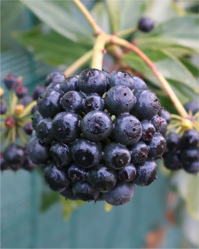 Benefits of Siberian Ginseng