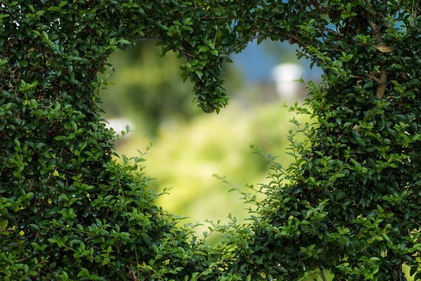Environmental & Health Benefits of a Plant-Based diet