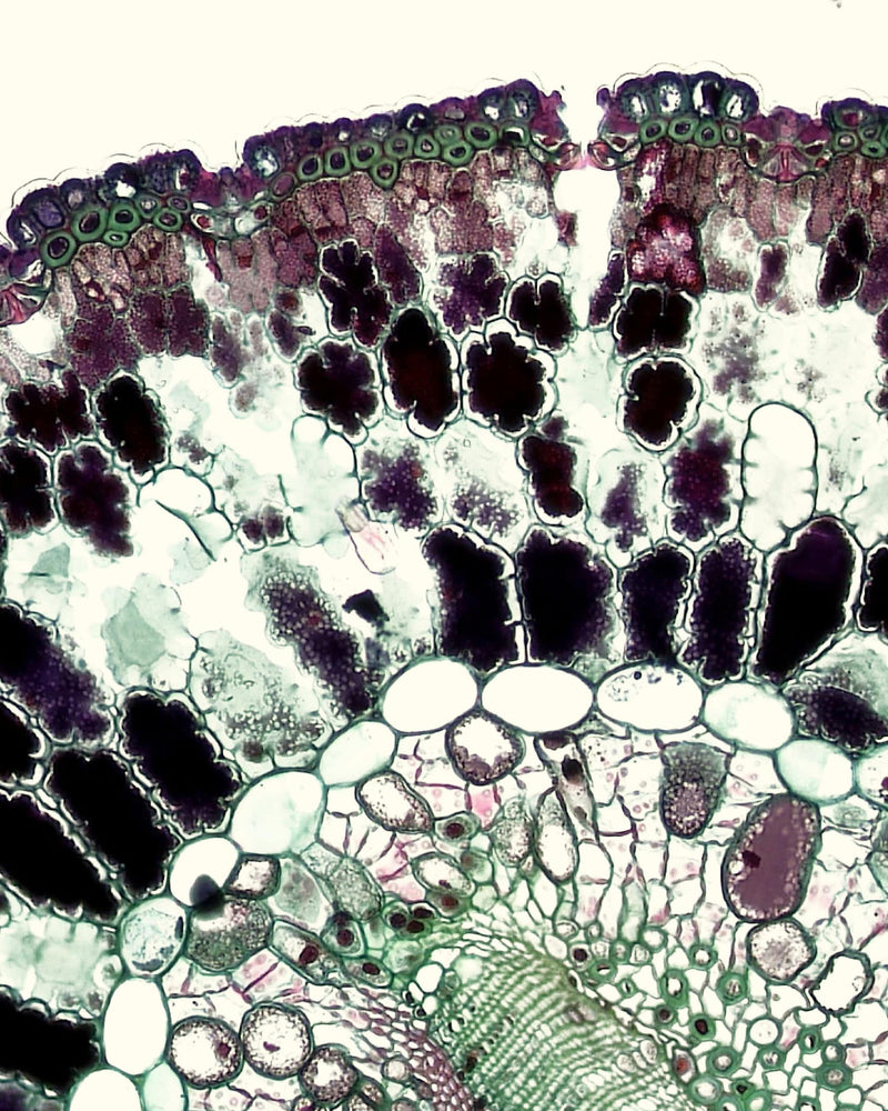 The power of the plant (plus science)
