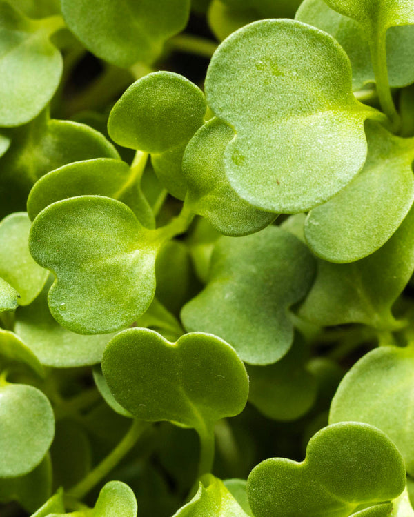 5 Benefits of Alfalfa for Skin