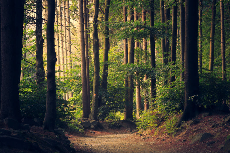 Wide shot of tall trees in a forest