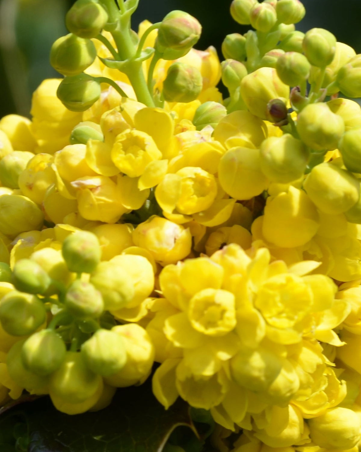 Berberine