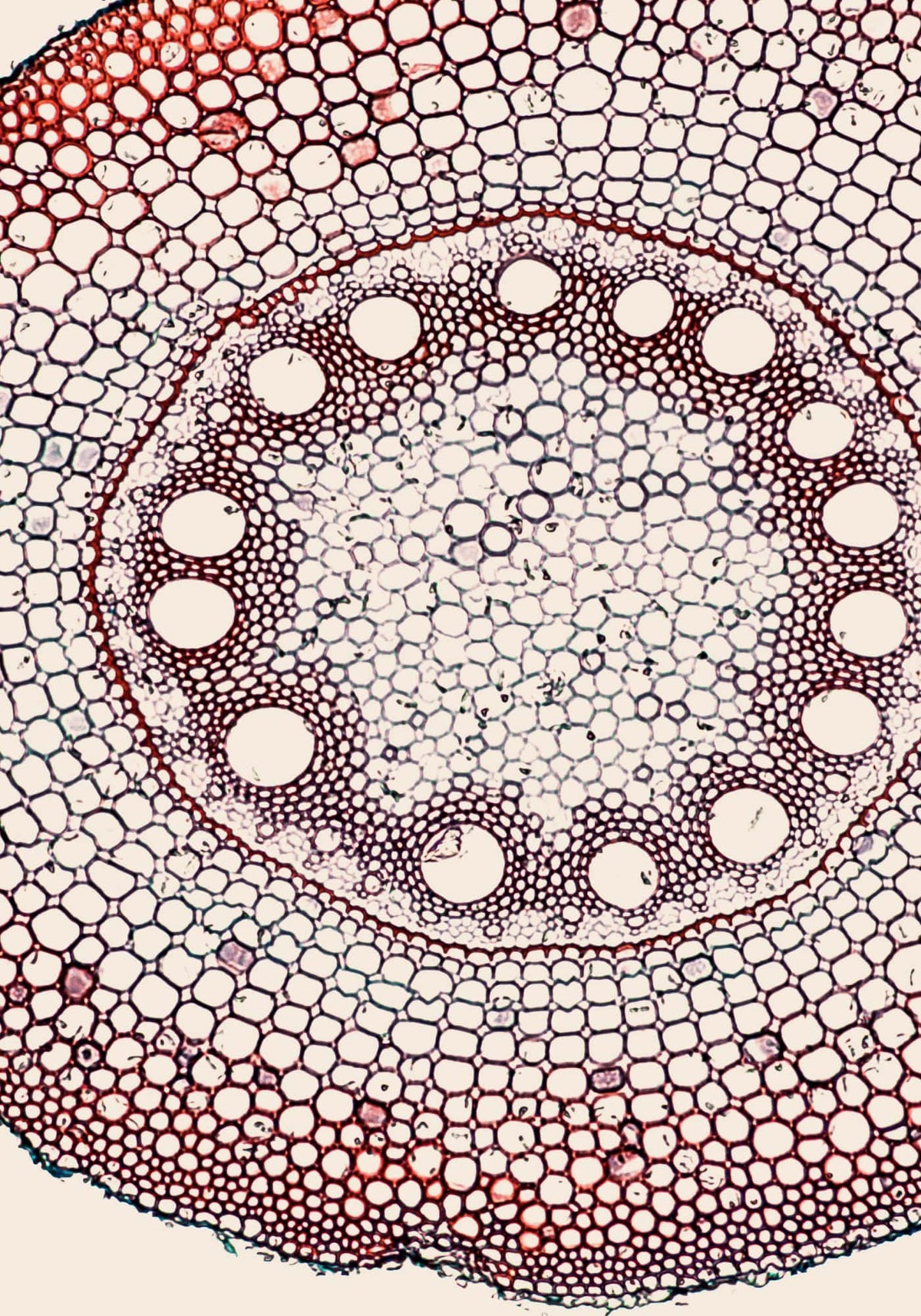 Bifidobacterium Bifidum