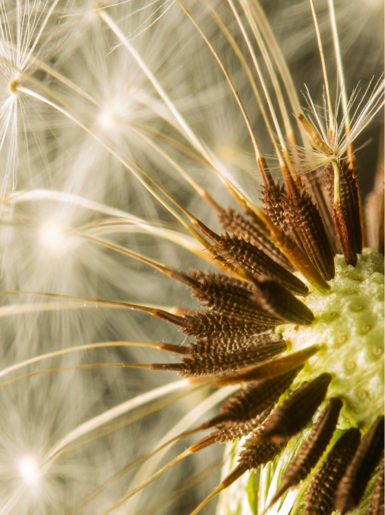 Dandelion Root