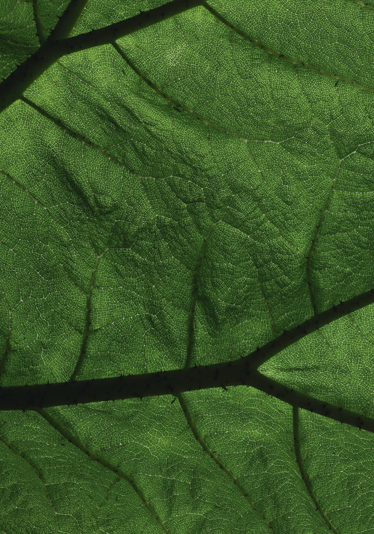 Folate