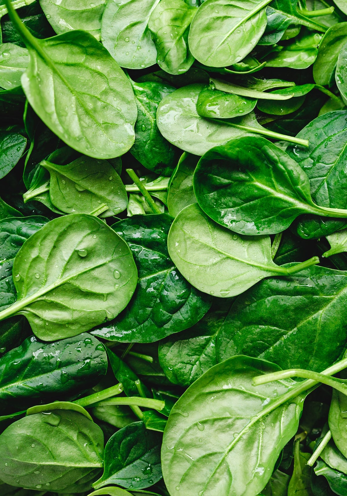 Folic Acid