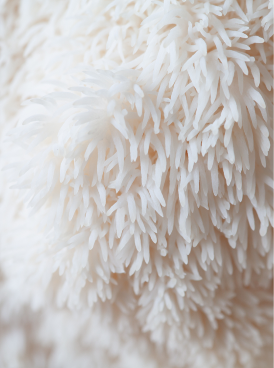 Lion's Mane Extract