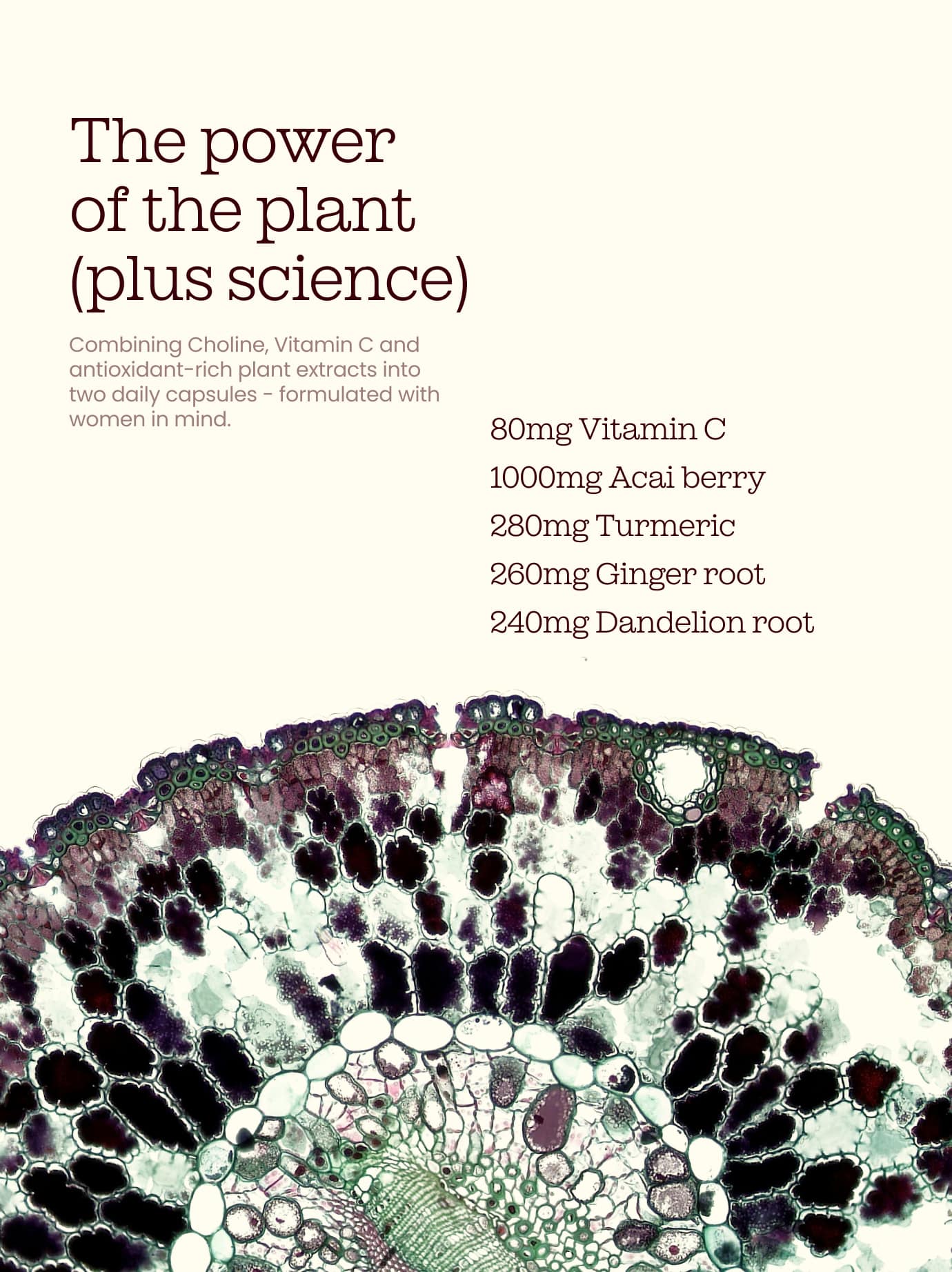 Liver Function Supplements