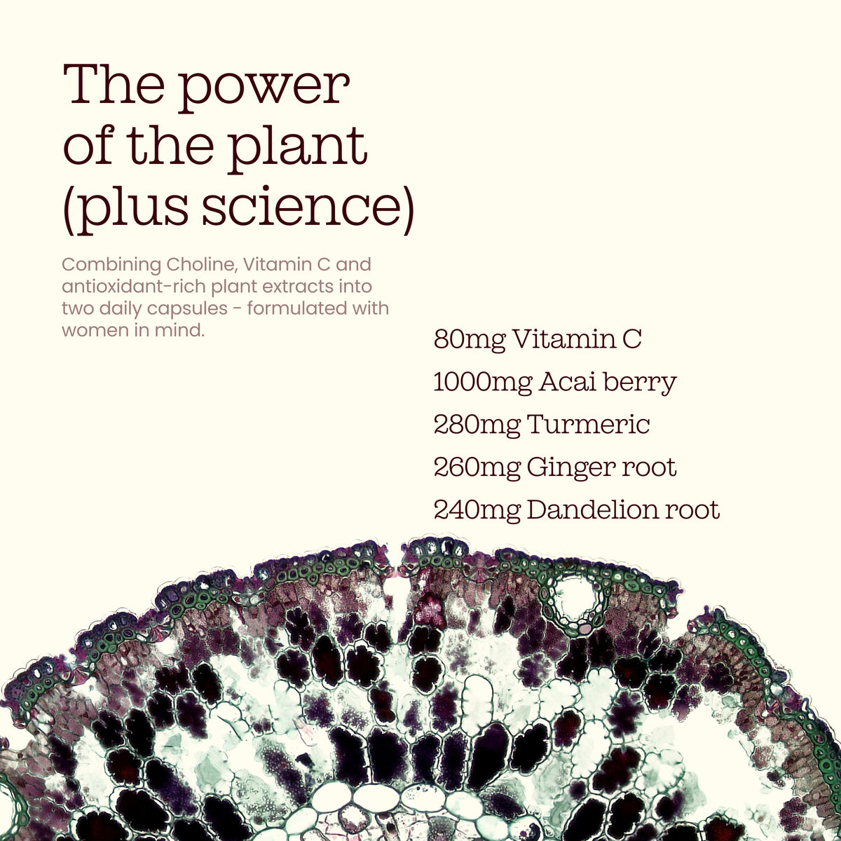 Liver Function Supplements