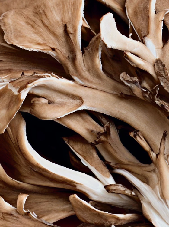 Maitake Mushroom