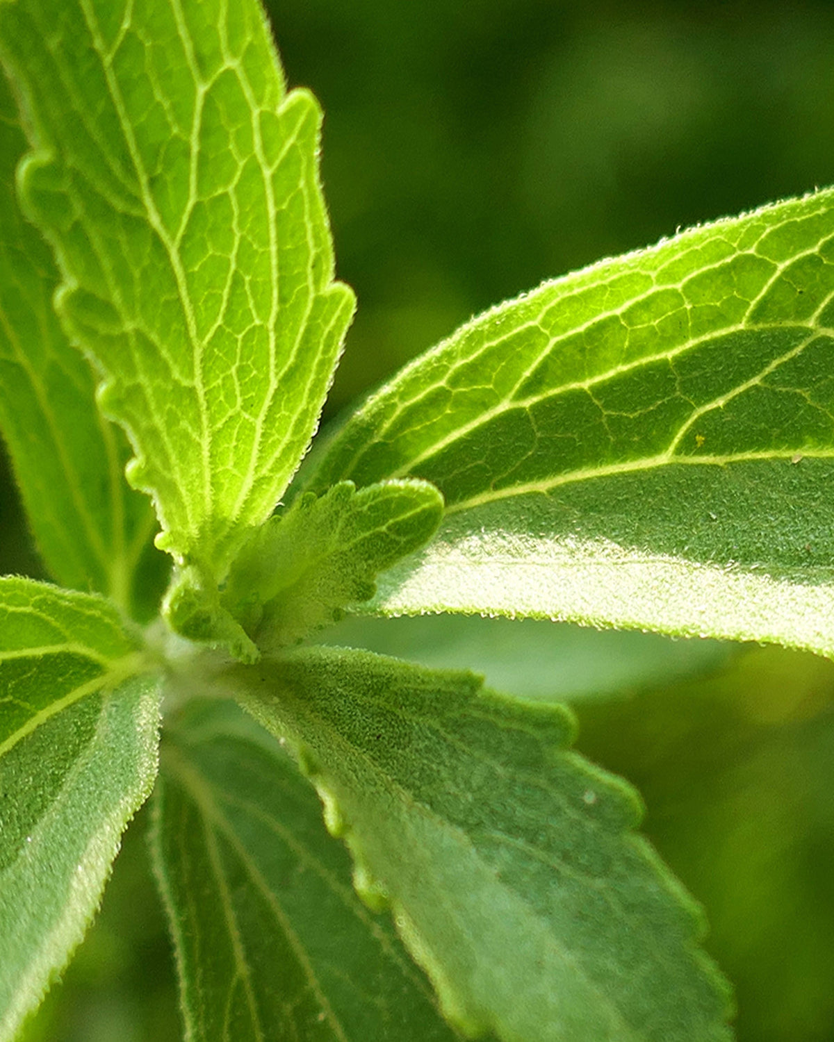 Stevia