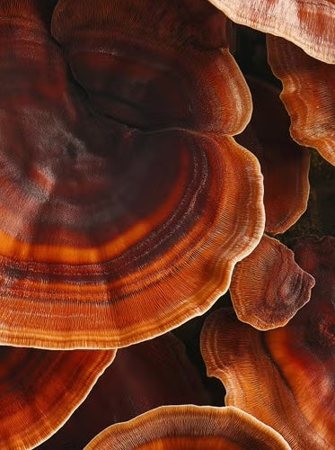 Reishi Mushroom