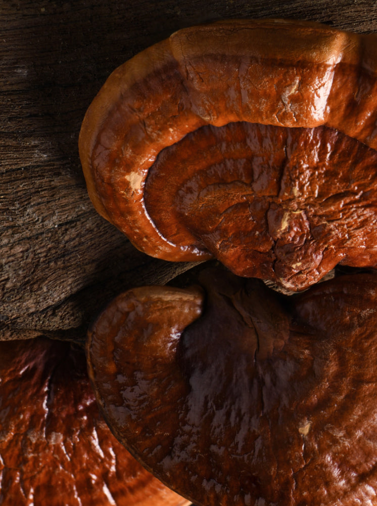Reishi Mushroom