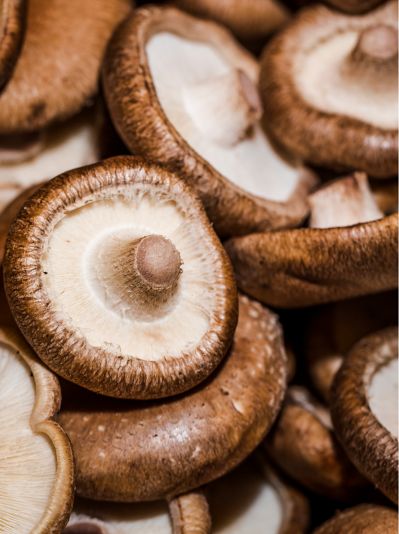 Shiitake Mushroom