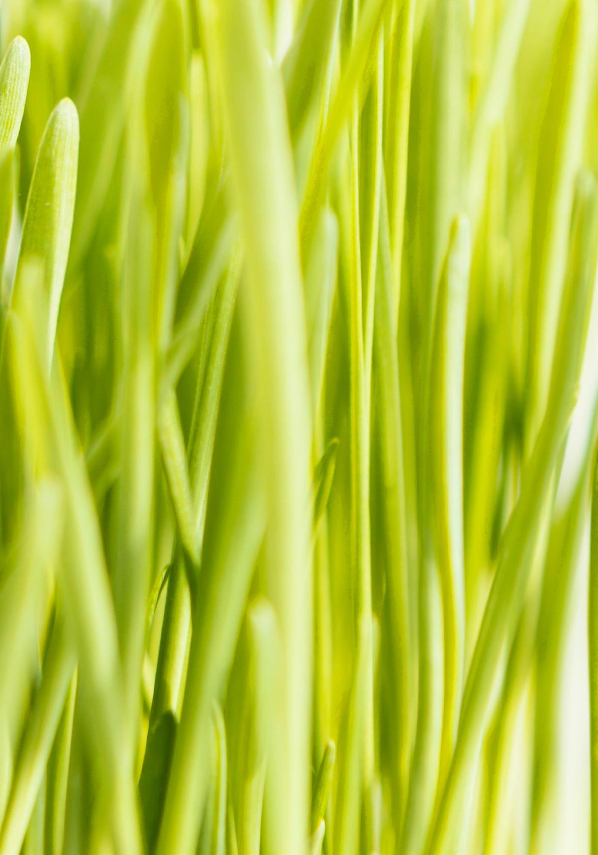 Wheatgrass