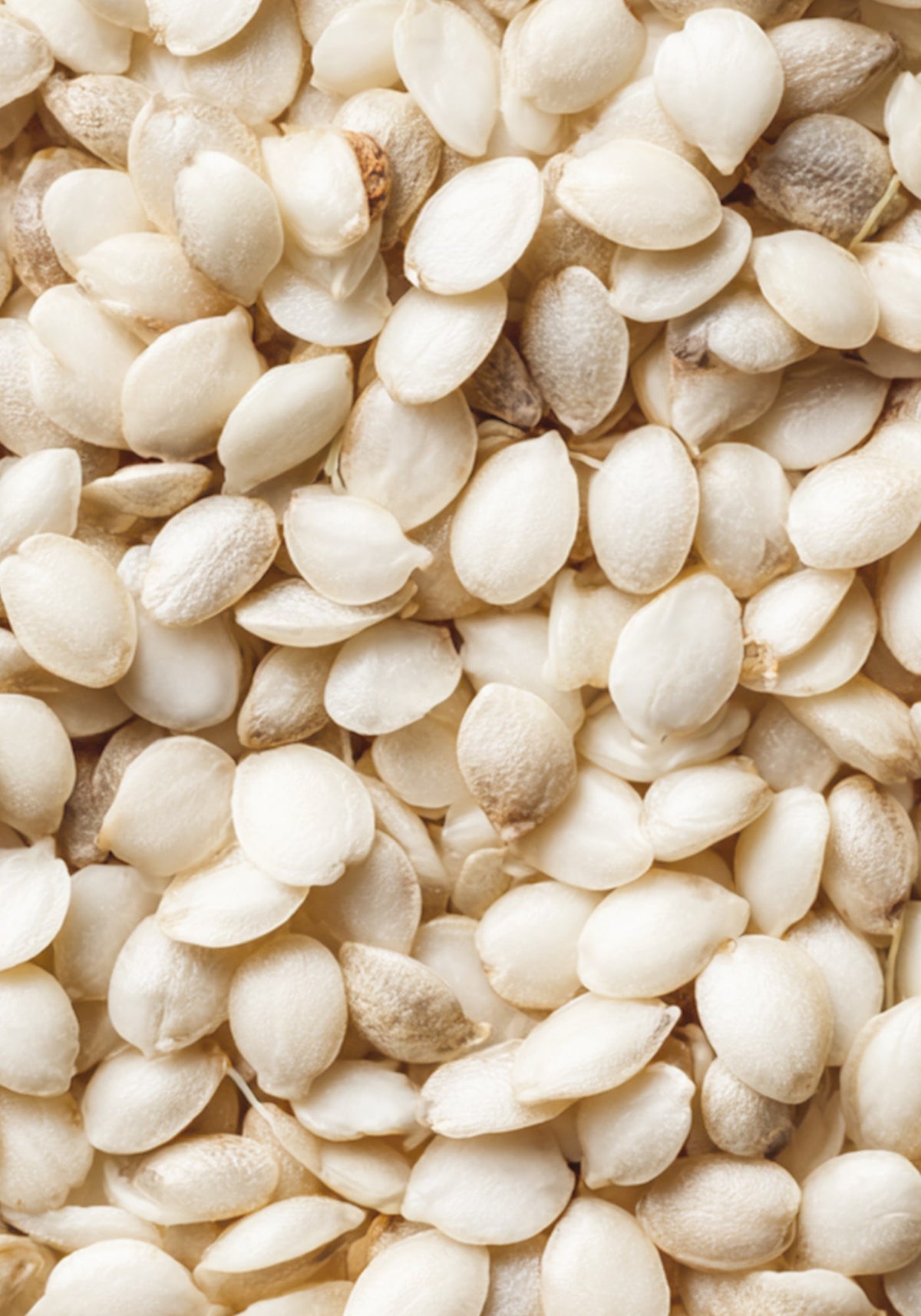 White Hemp Protein